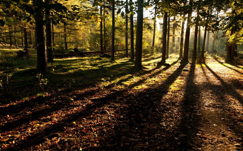 Sunlit Forest Path — Brown, Serene, Autumn, Photograph, Trees, Leaves