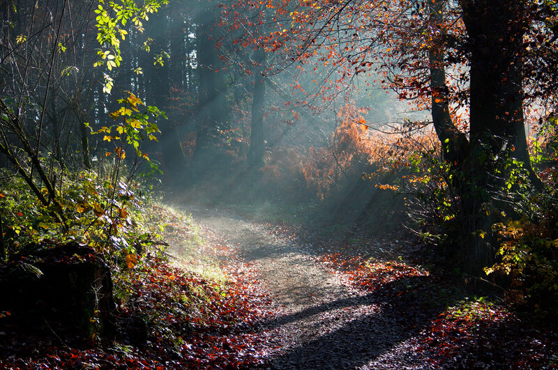 Sunlit Forest Path — Brown, Serene, Autumn, Photograph, Trees