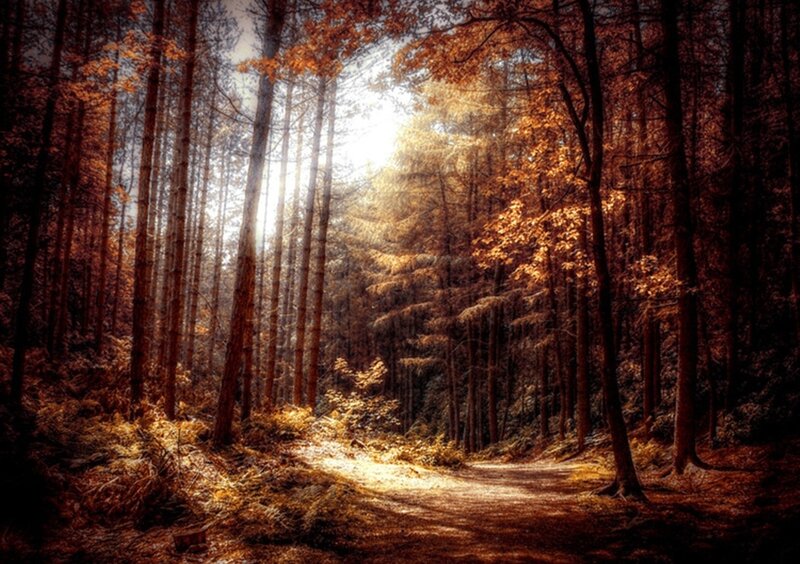 Sunlit Forest Path — Brown, Serene, Autumn