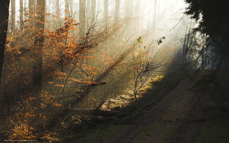 Sunlit Forest Path — Brown, Serene, Morning