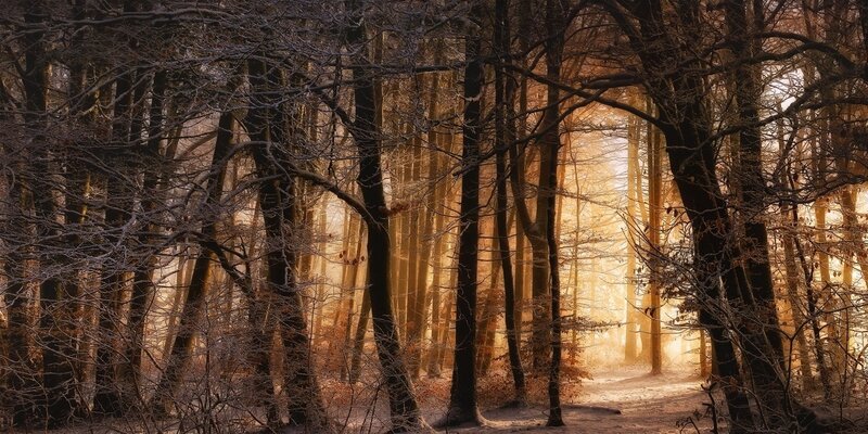 Sunlit Forest Path — Brown, Serene, Winter