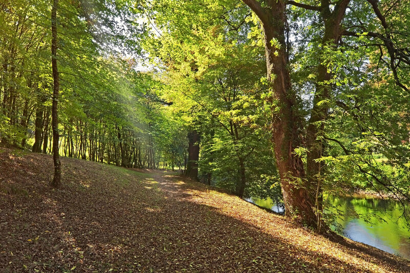 Sunlit forest path by the river
