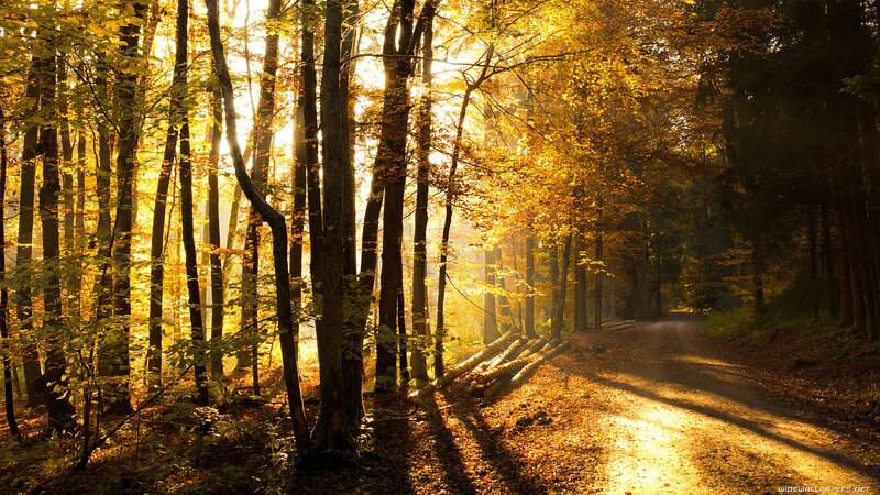 Sunlit Forest Path — Gold, Serene, Autumn