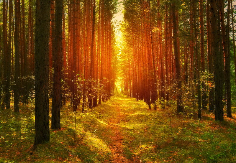 Sunlit Forest Path — Gold, Serene