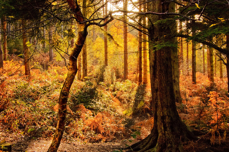 Sunlit Forest Path — Gold