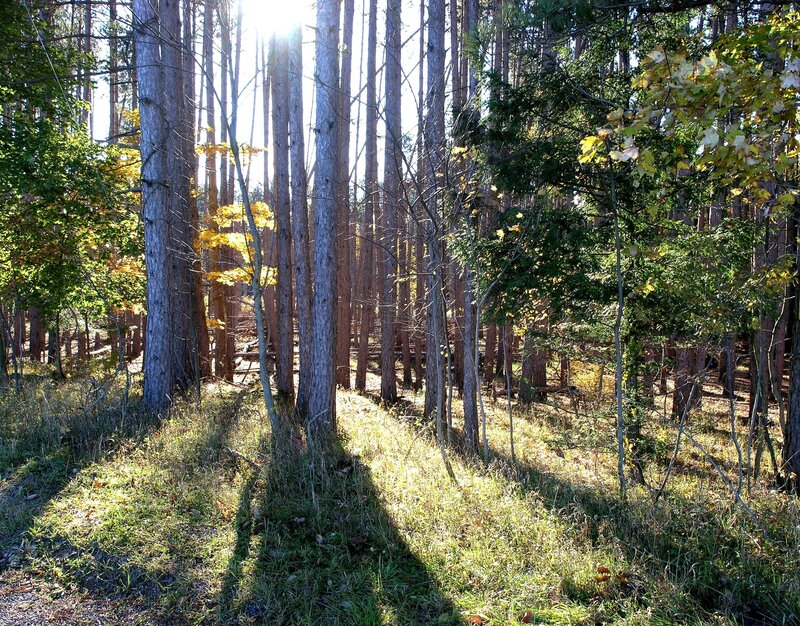 Sunlit Forest Path — Green, Serene, Afternoon, Photograph