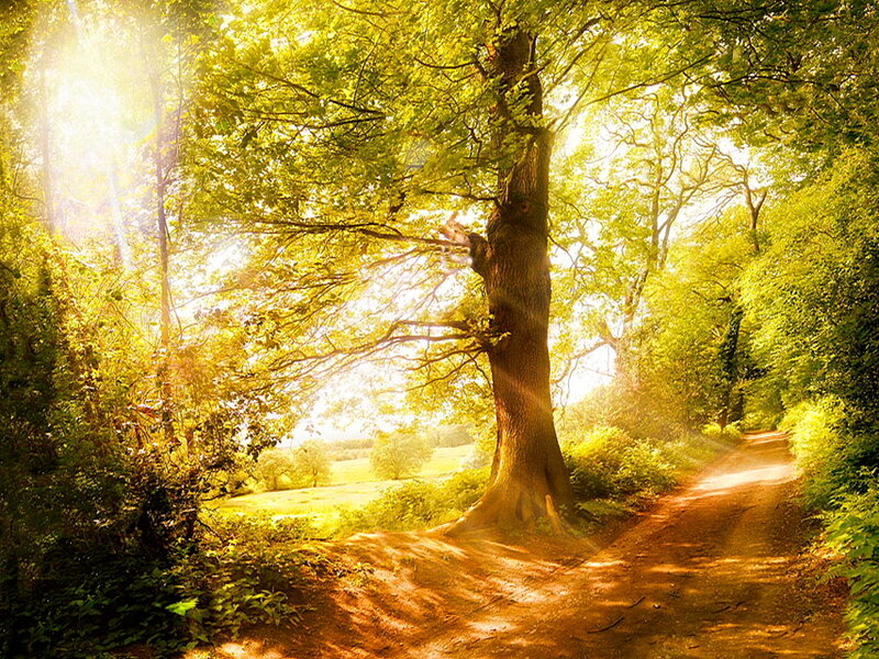 Sunlit Forest Path — Green, Serene, Afternoon, Photograph, Tree