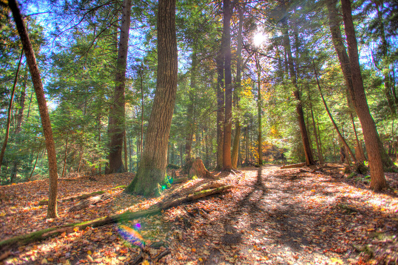 Sunlit Forest Path — Green, Serene, Afternoon, Photograph, Trees, Fallen Leaves