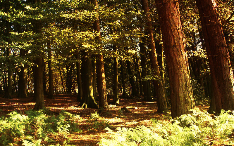 Sunlit Forest Path — Green, Serene, Afternoon, Photograph, Trees, Ferns, Leaves