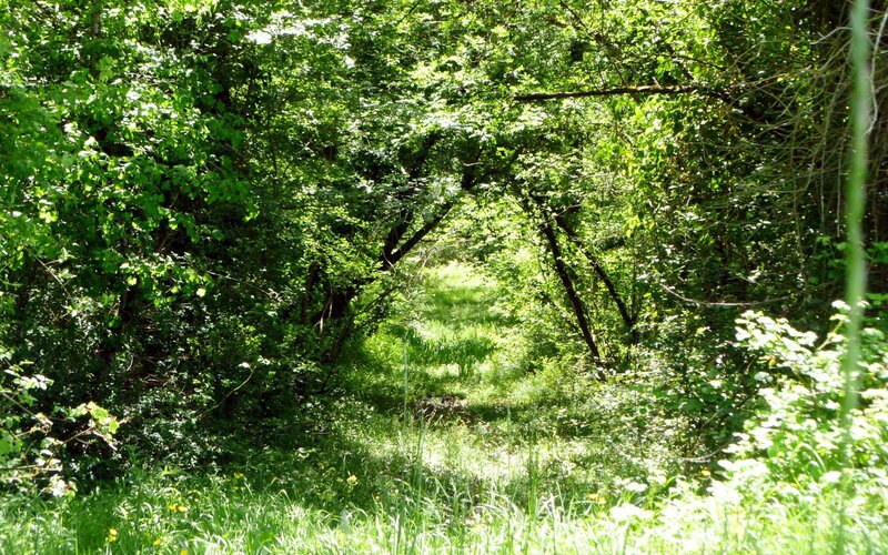 Sunlit Forest Path — Green, Serene, Afternoon, Photograph, Trees, Grass, Light