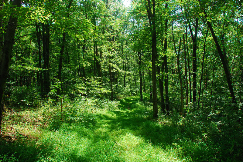 Sunlit Forest Path — Green, Serene, Afternoon, Photograph, Trees, Grass, Shadows