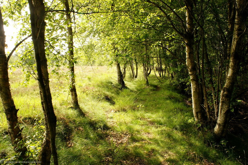 Sunlit Forest Path — Green, Serene, Afternoon, Photograph, Trees, Grass, Sunlight