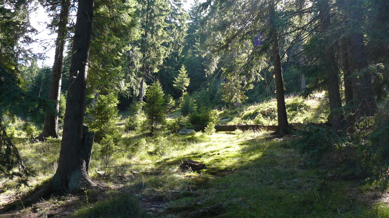 Sunlit Forest Path — Green, Serene, Afternoon, Photograph, Trees, Grass