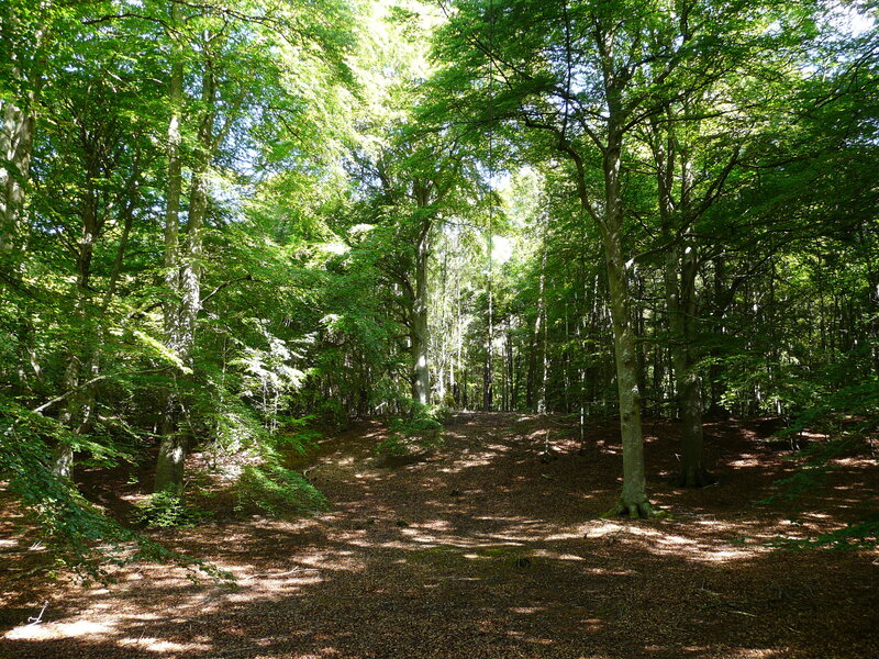 Sunlit Forest Path — Green, Serene, Afternoon, Photograph, Trees, Leaves, Ground