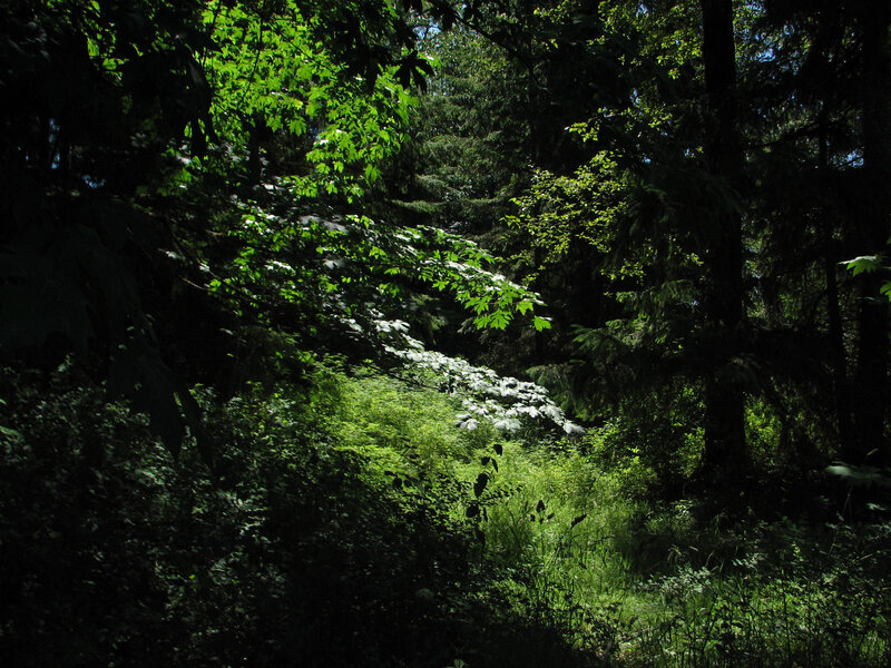Sunlit Forest Path — Green, Serene, Afternoon, Photograph, Trees, Leaves, Shadows