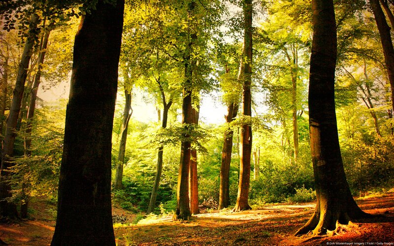 Sunlit Forest Path — Green, Serene, Afternoon, Photograph, Trees, Leaves, Yellow