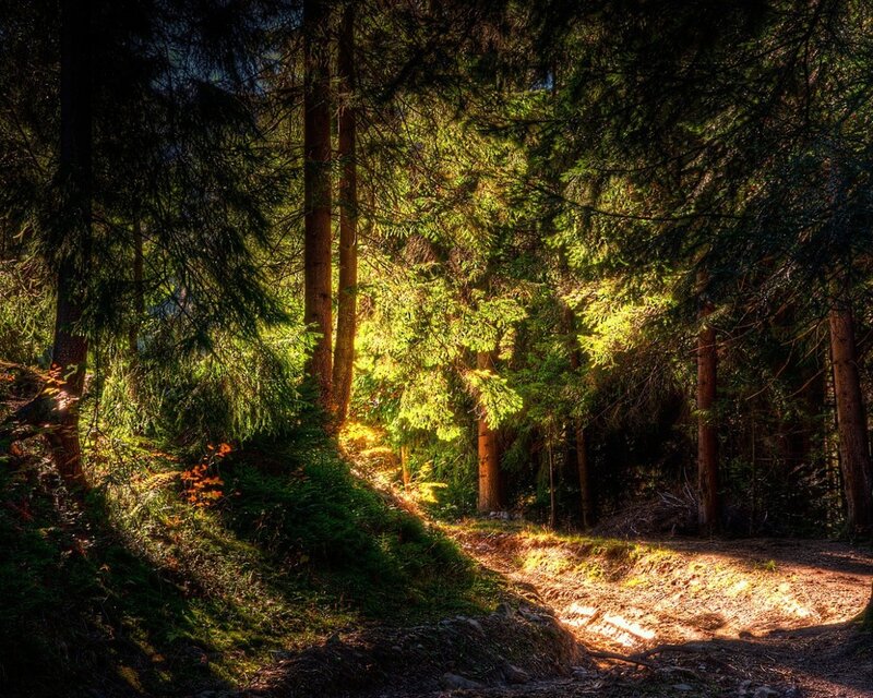 Sunlit Forest Path — Green, Serene, Afternoon, Photograph, Trees, Light, Brown