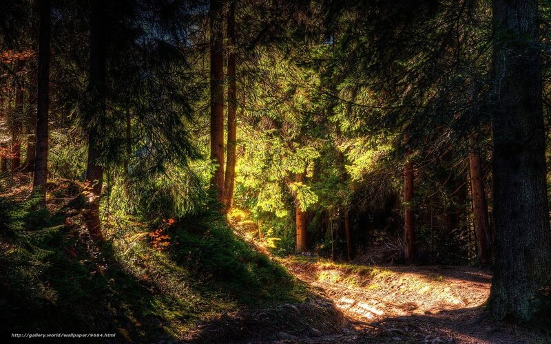 Sunlit Forest Path — Green, Serene, Afternoon, Photograph, Trees, Light