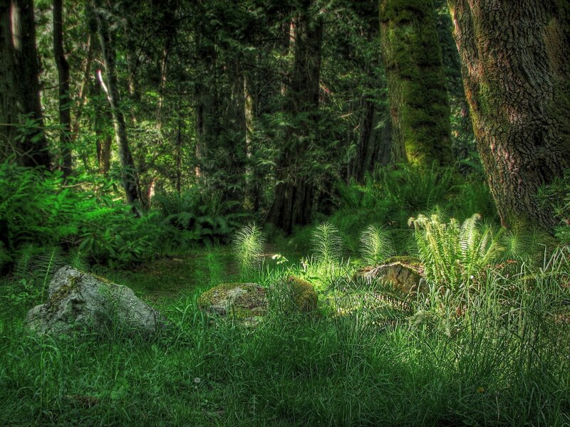 Sunlit Forest Path — Green, Serene, Afternoon, Photograph, Trees, Moss, Rocks, Ferns