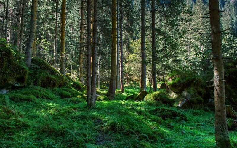 Sunlit Forest Path — Green, Serene, Afternoon, Photograph, Trees, Moss, Rocks
