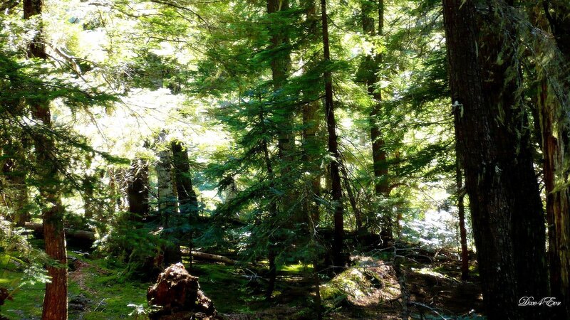 Sunlit Forest Path — Green, Serene, Afternoon, Photograph, Trees, Moss, Sunlight