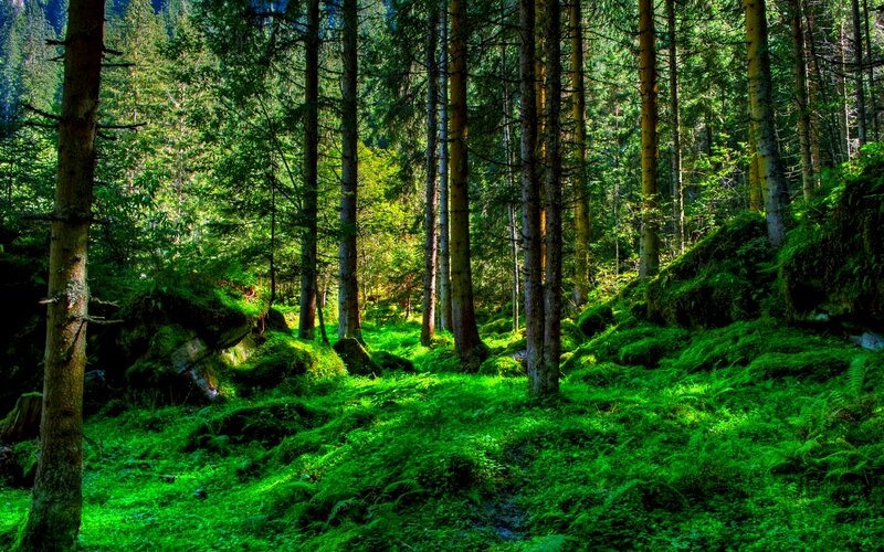 Sunlit Forest Path — Green, Serene, Afternoon, Photograph, Trees, Moss
