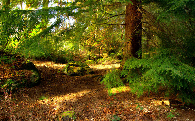 Sunlit Forest Path — Green, Serene, Afternoon, Photograph, Trees, Rocks