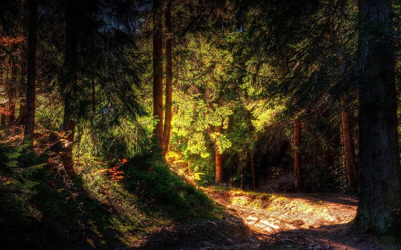 Sunlit Forest Path — Green, Serene, Afternoon, Photograph, Trees, Sunlight, Moss