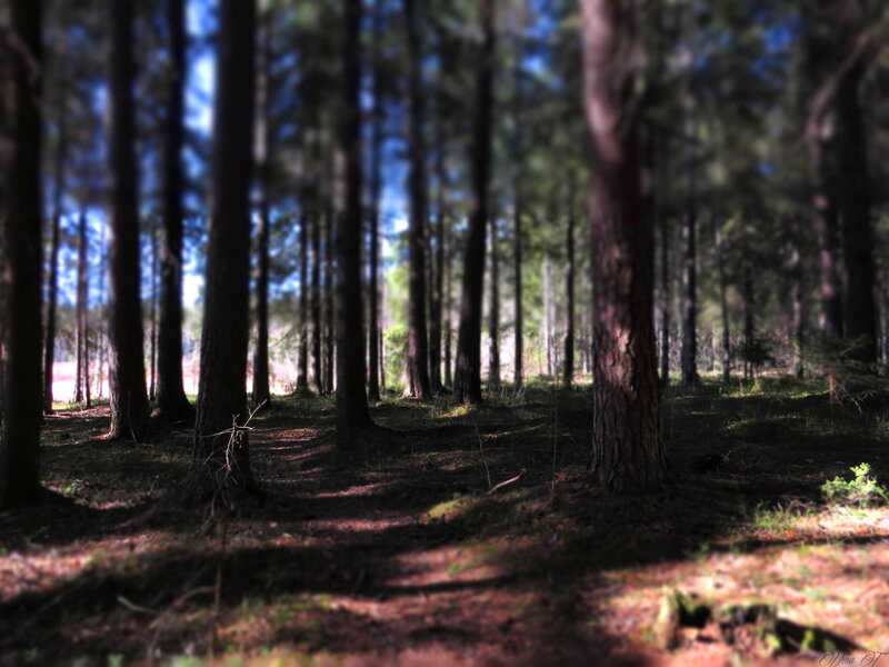 Sunlit Forest Path — Green, Serene, Afternoon, Photograph, Trees, Sunlight
