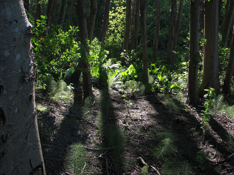 Sunlit Forest Path — Green, Serene, Afternoon, Photograph, Trees