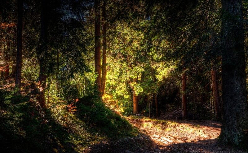 Sunlit Forest Path — Green, Serene, Afternoon