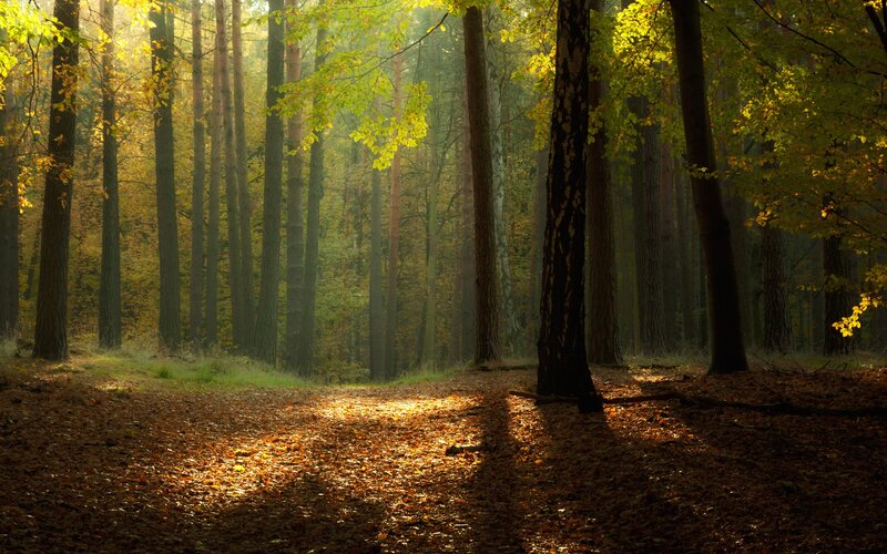 Sunlit Forest Path — Green, Serene, Autumn, Photograph