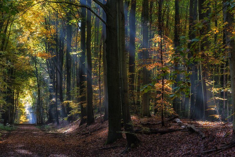 Sunlit Forest Path — Green, Serene, Autumn, Photograph, Trees, Fallen Leaves