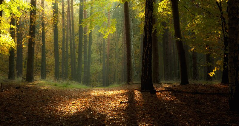 Sunlit Forest Path — Green, Serene, Autumn, Photograph, Trees, Leaves, Sunlight, Yellow, Brown