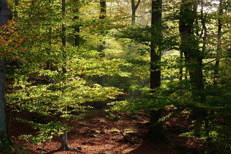 Sunlit Forest Path — Green, Serene, Autumn, Photograph, Trees, Leaves