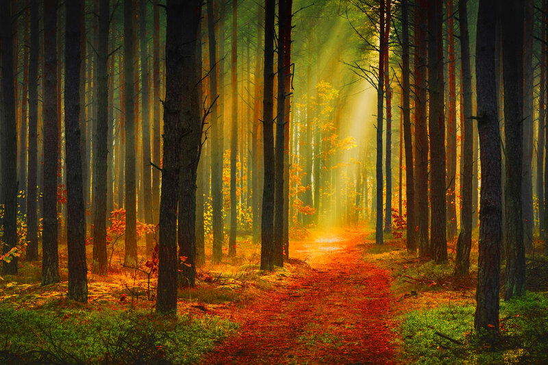 Sunlit Forest Path — Green, Serene, Autumn, Photograph, Trees, Light Beams