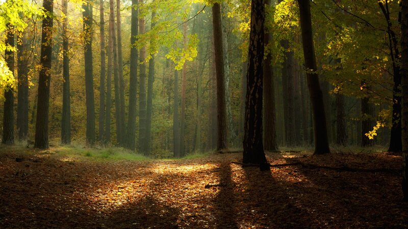 Sunlit Forest Path — Green, Serene, Autumn, Photograph, Trees