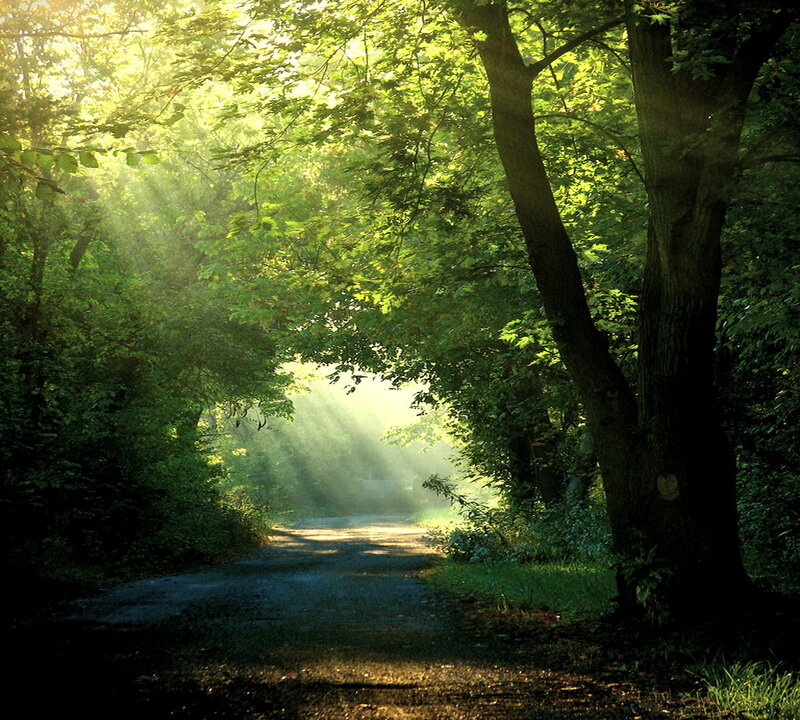 Sunlit Forest Path — Green, Serene, Morning, Photograph