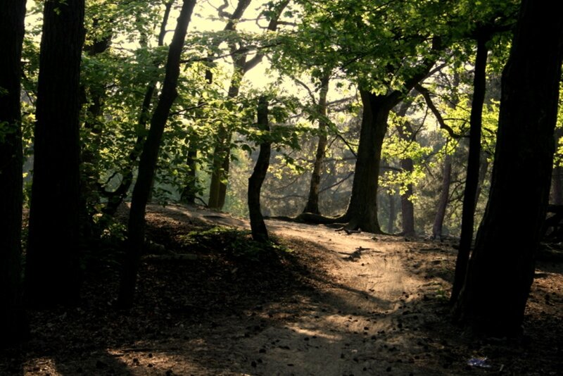 Sunlit Forest Path — Green, Serene, Morning, Photograph, Trees, Dirt Path