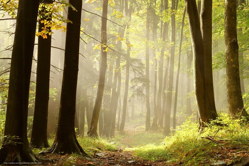 Sunlit Forest Path — Green, Serene, Morning, Photograph, Trees, Fog, Grass