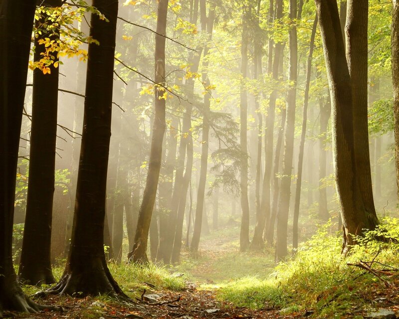 Sunlit Forest Path — Green, Serene, Morning, Photograph, Trees, Fog, Light Beams