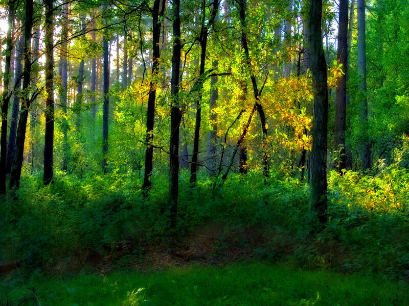 Sunlit Forest Path — Green, Serene, Morning, Photograph, Trees, Foliage