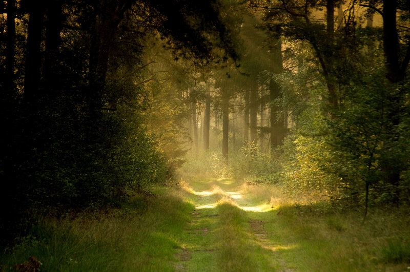 Sunlit Forest Path — Green, Serene, Morning, Photograph, Trees, Grass, Light