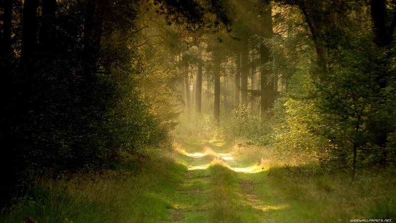 Sunlit Forest Path — Green, Serene, Morning, Photograph, Trees, Grass, Light, Yellow