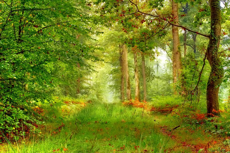 Sunlit Forest Path — Green, Serene, Morning, Photograph, Trees, Grass, Moss