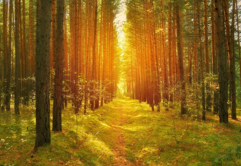Sunlit Forest Path — Green, Serene, Morning, Photograph, Trees, Grass, Sunlight