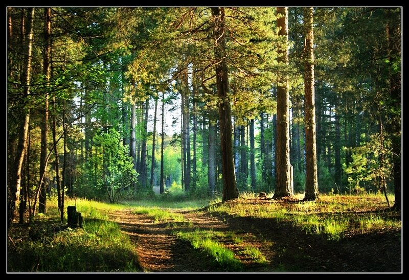 Sunlit Forest Path — Green, Serene, Morning, Photograph, Trees, Grass