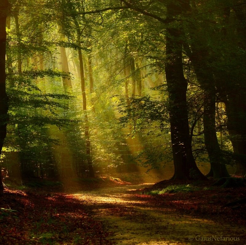 Sunlit Forest Path — Green, Serene, Morning, Photograph, Trees, Leaves, Light Beams