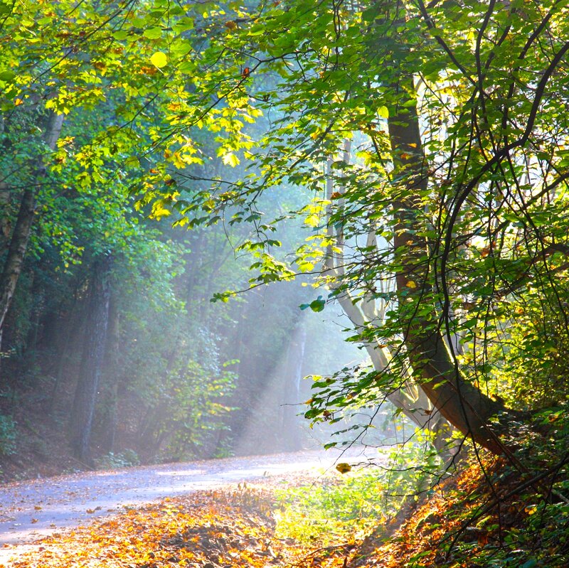 Sunlit Forest Path — Green, Serene, Morning, Photograph, Trees, Leaves, Road