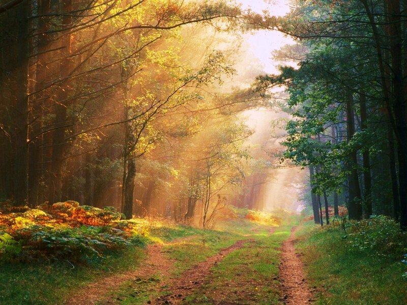 Sunlit Forest Path — Green, Serene, Morning, Photograph, Trees, Light Beams, Yellow, Brown